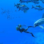 Ninendo Direct Partner Showcase Endless Ocean Luminous