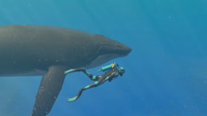 Endless Ocean Luminous