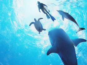 Endless Ocean Luminous