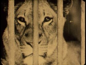 Bestiari Erbari Lapidari