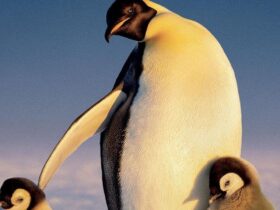 I segreti dei pinguini