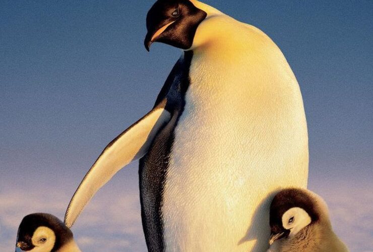I segreti dei pinguini