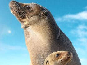 Leoni marini delle Galapagos
