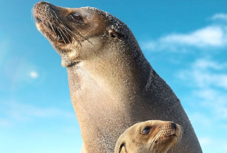 Leoni marini delle Galapagos