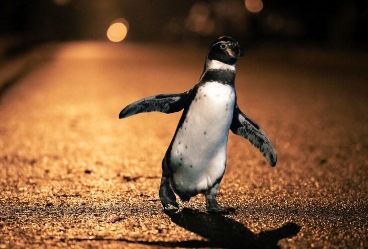 Paul - Un pinguino da salvare